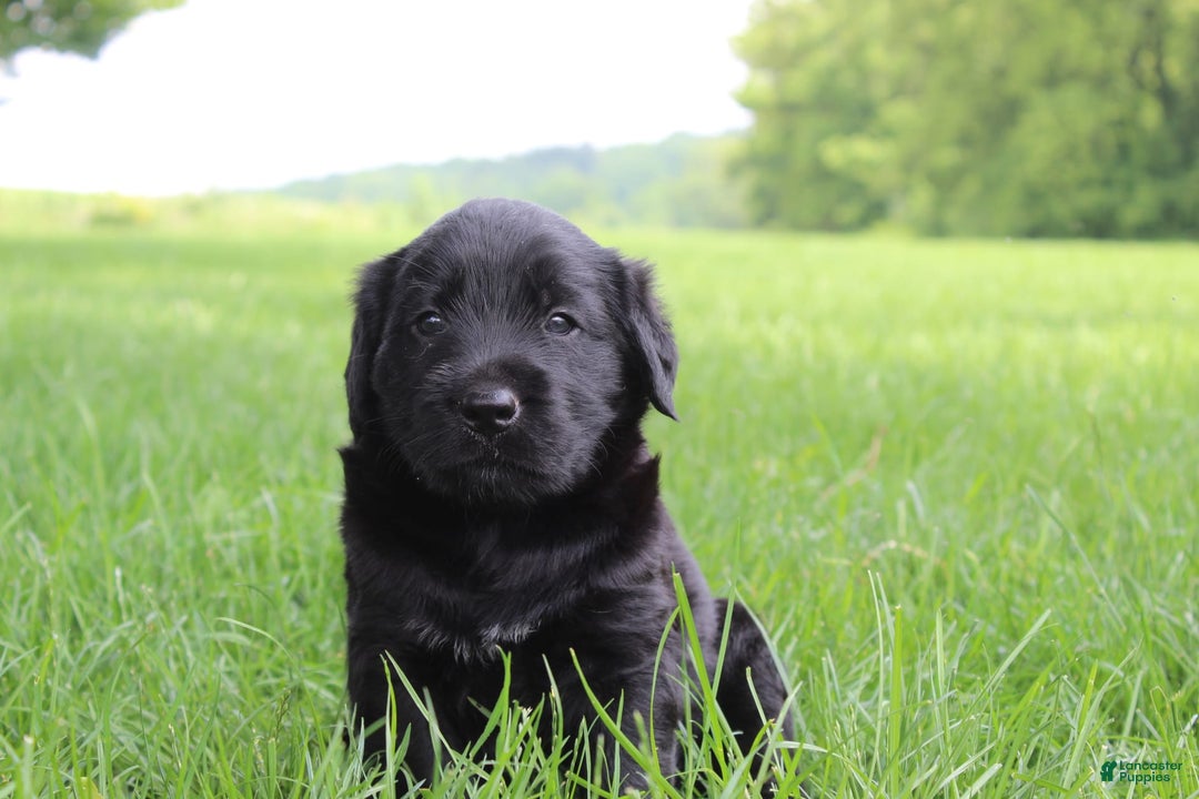 Goldador dogs for sale: Aiden - Image 1
