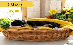 Bernedoodle dogs for sale: Cleo - Image 4