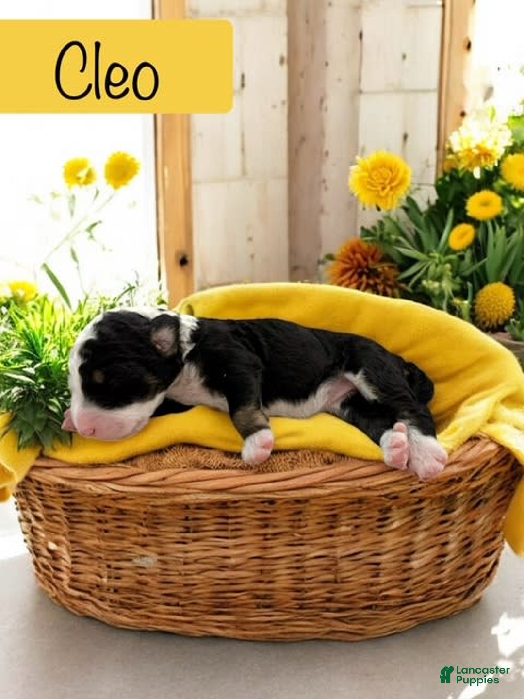Bernedoodle dogs for sale: Cleo - Image 4