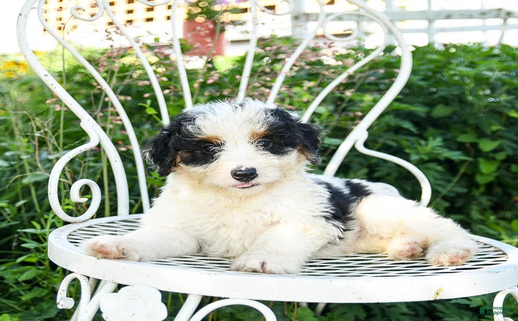 Mini Aussiedoodle dogs - Advert 6