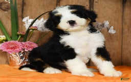 Bernedoodle dogs for sale: Dustin - Image 3