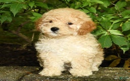 Mini Goldendoodle dogs for sale: Lacey - Image 5