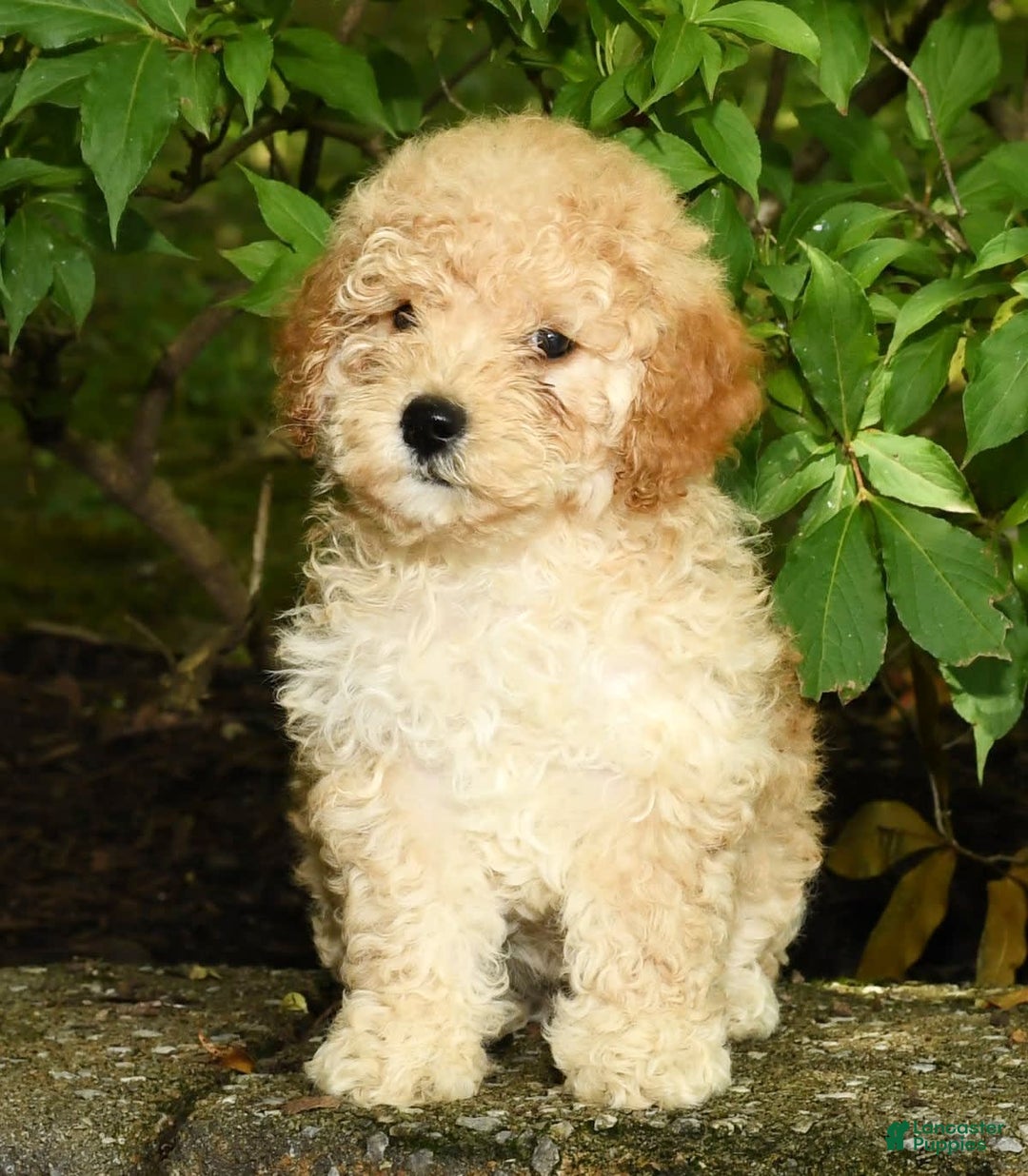 Mini Goldendoodle dogs for sale: Lacey - Image 5