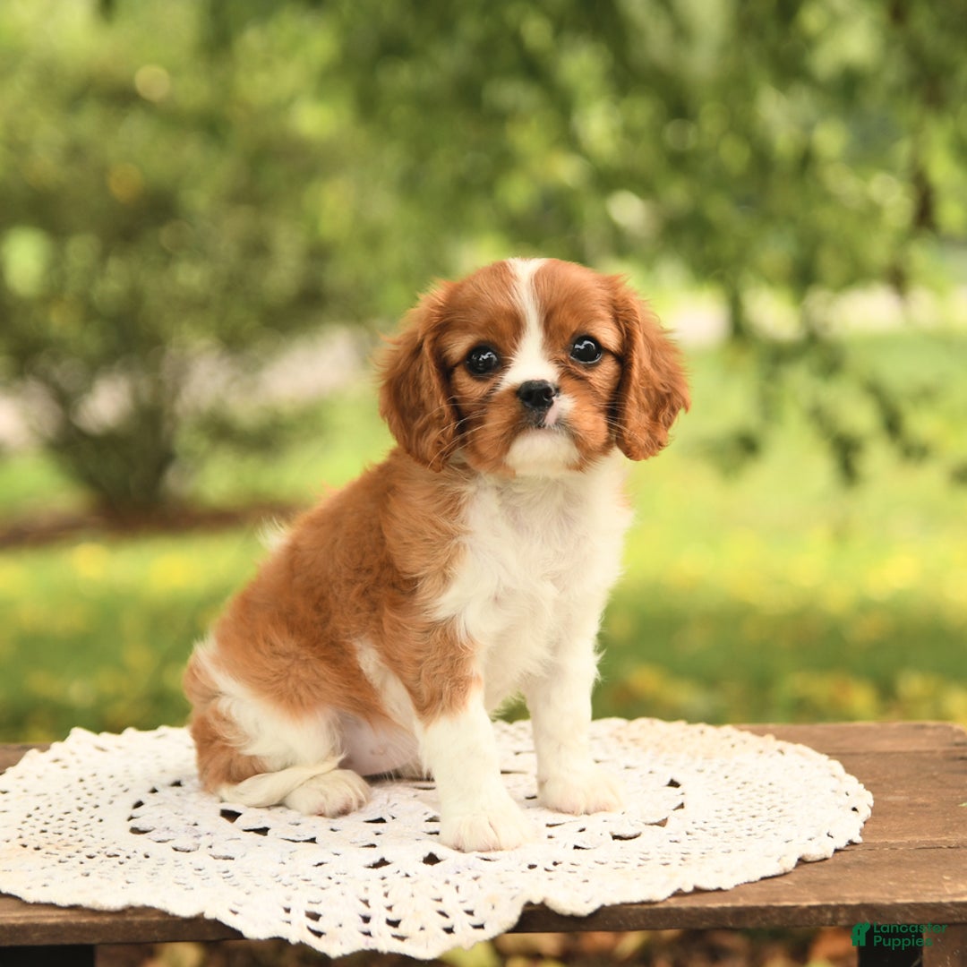Cavalier King Charles Spaniel dogs for sale: Eden - Image 5