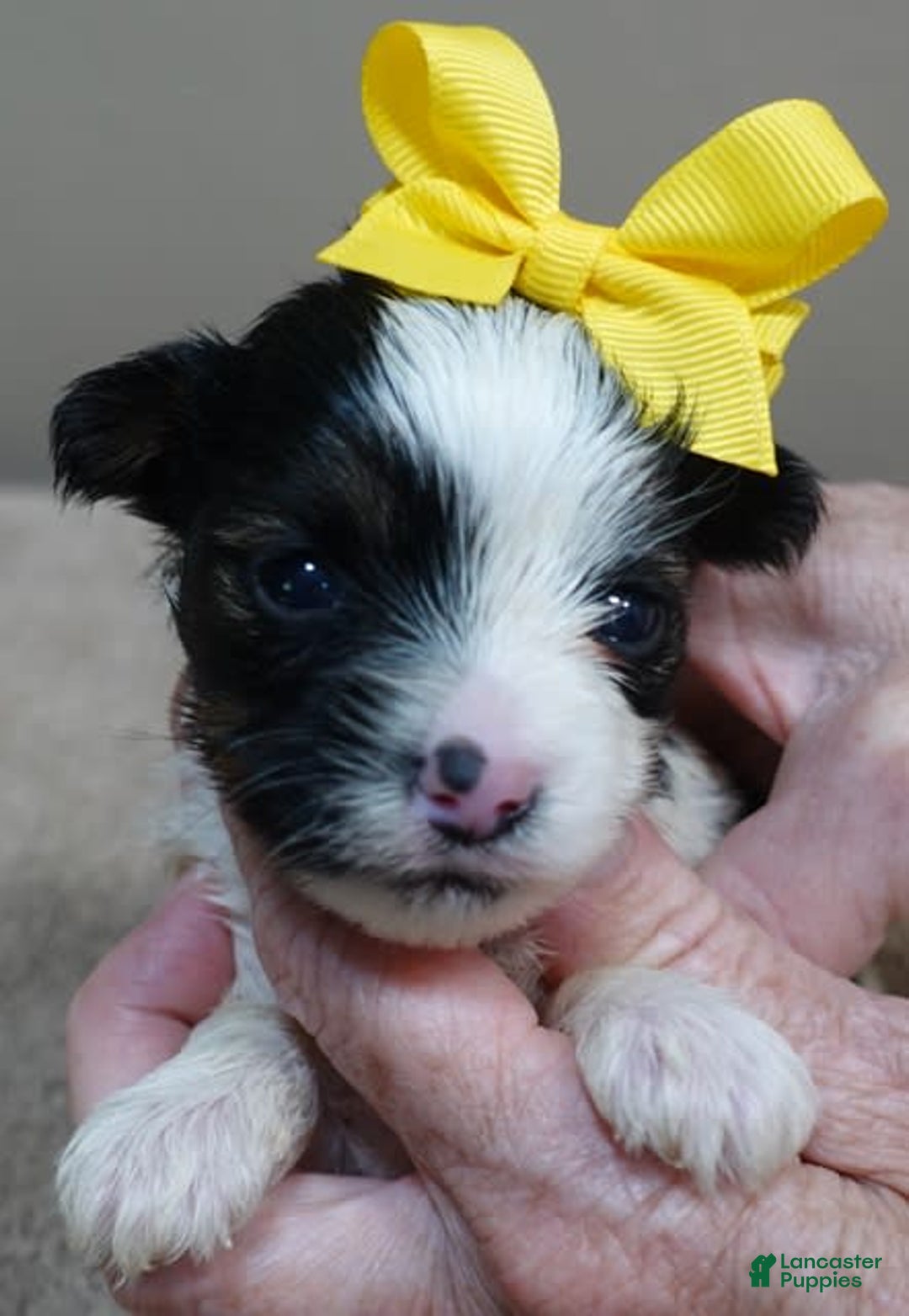 Yorkshire Terrier dogs for sale: Beckham - Image 20