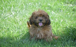Cavapoo dogs for sale: Marlissa - Image 7
