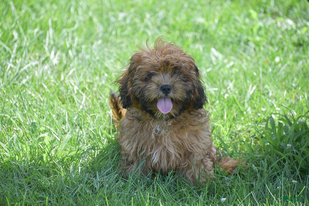 Cavapoo dogs for sale: Marlissa - Image 7