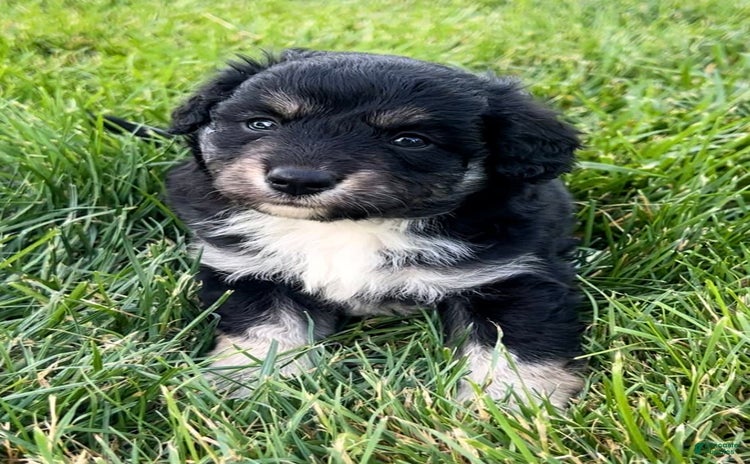 Mini Aussiedoodle dogs for sale - Ad 3
