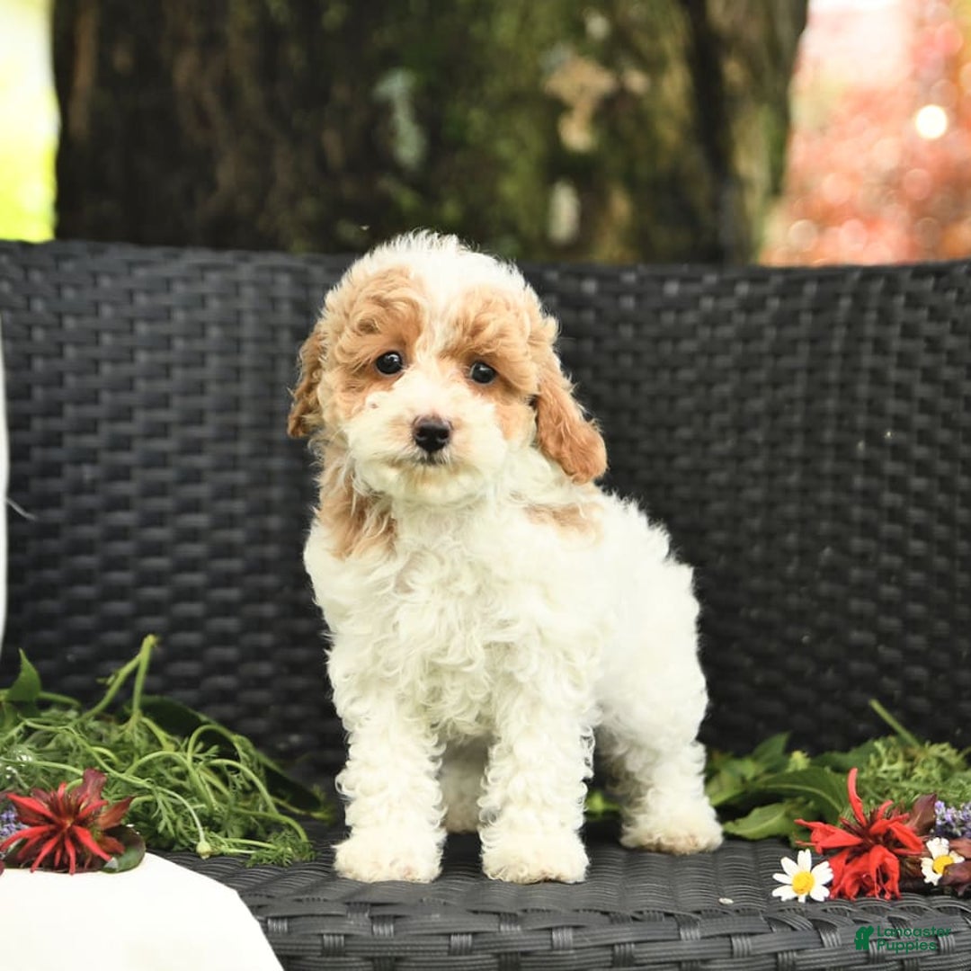 Cockapoo dogs for sale: Joy - Image 10