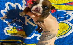 American Bulldog dogs for sale: Tiny Tim - Image 2