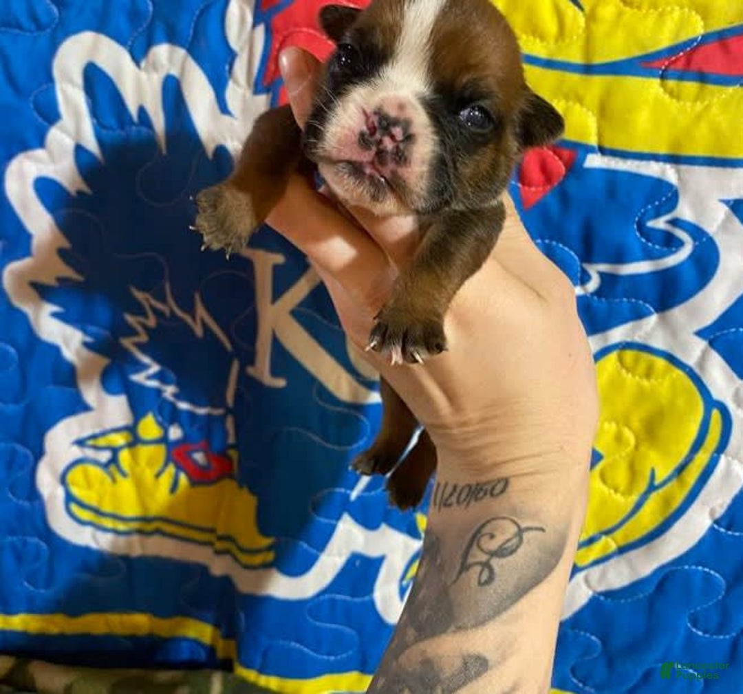 American Bulldog dogs for sale: Tiny Tim - Image 2