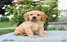 Miniature Golden Retriever dogs for sale: Sunny - Image 1