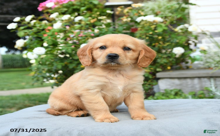 Miniature Golden Retriever dogs for sale - Ad 3