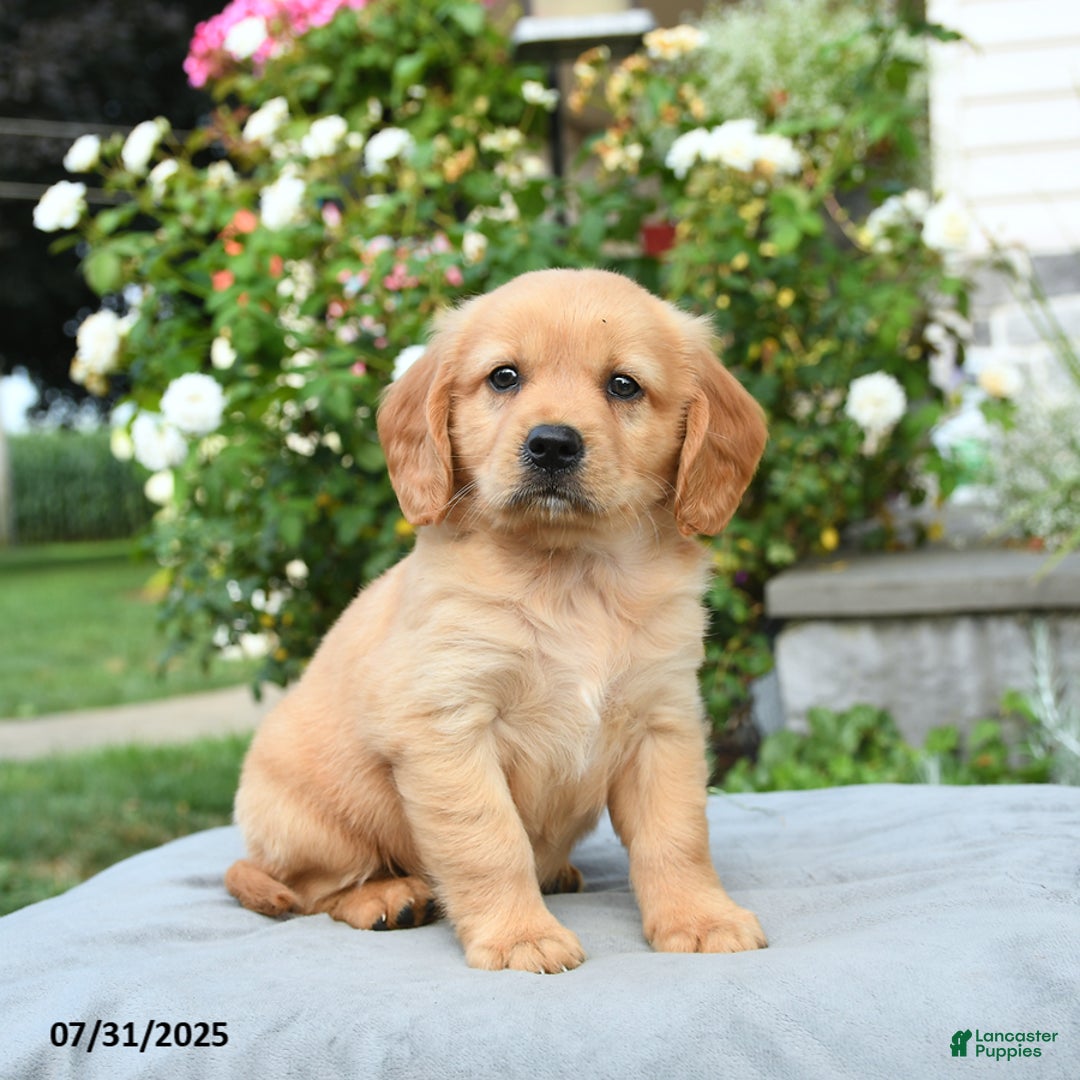 Miniature Golden Retriever dogs for sale: Sunny - Image 1