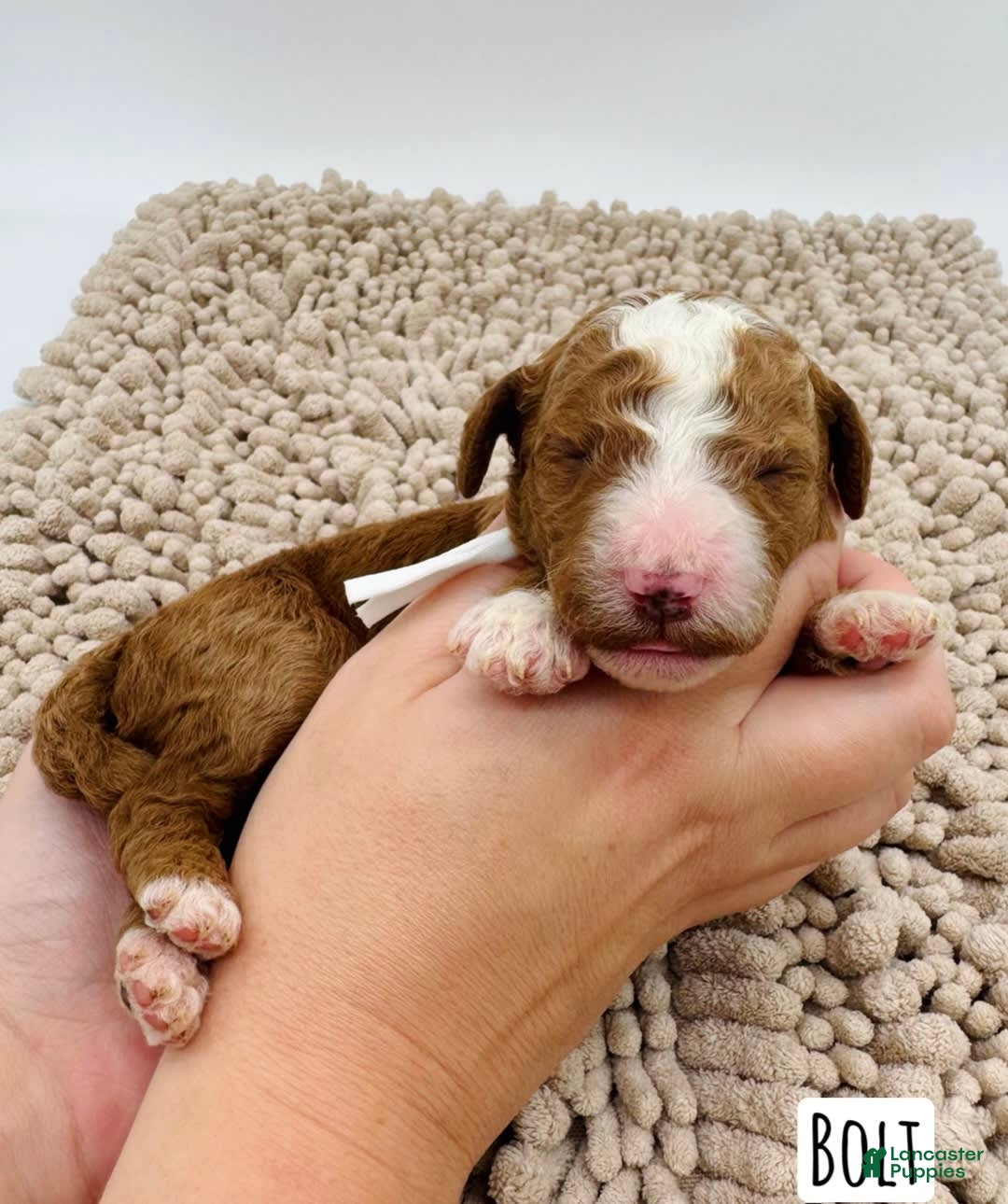Mini Goldendoodle dogs for sale: Petite Bolt - Image 10
