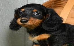 Miniature Dachshund dogs for sale: Sadie - Image 4