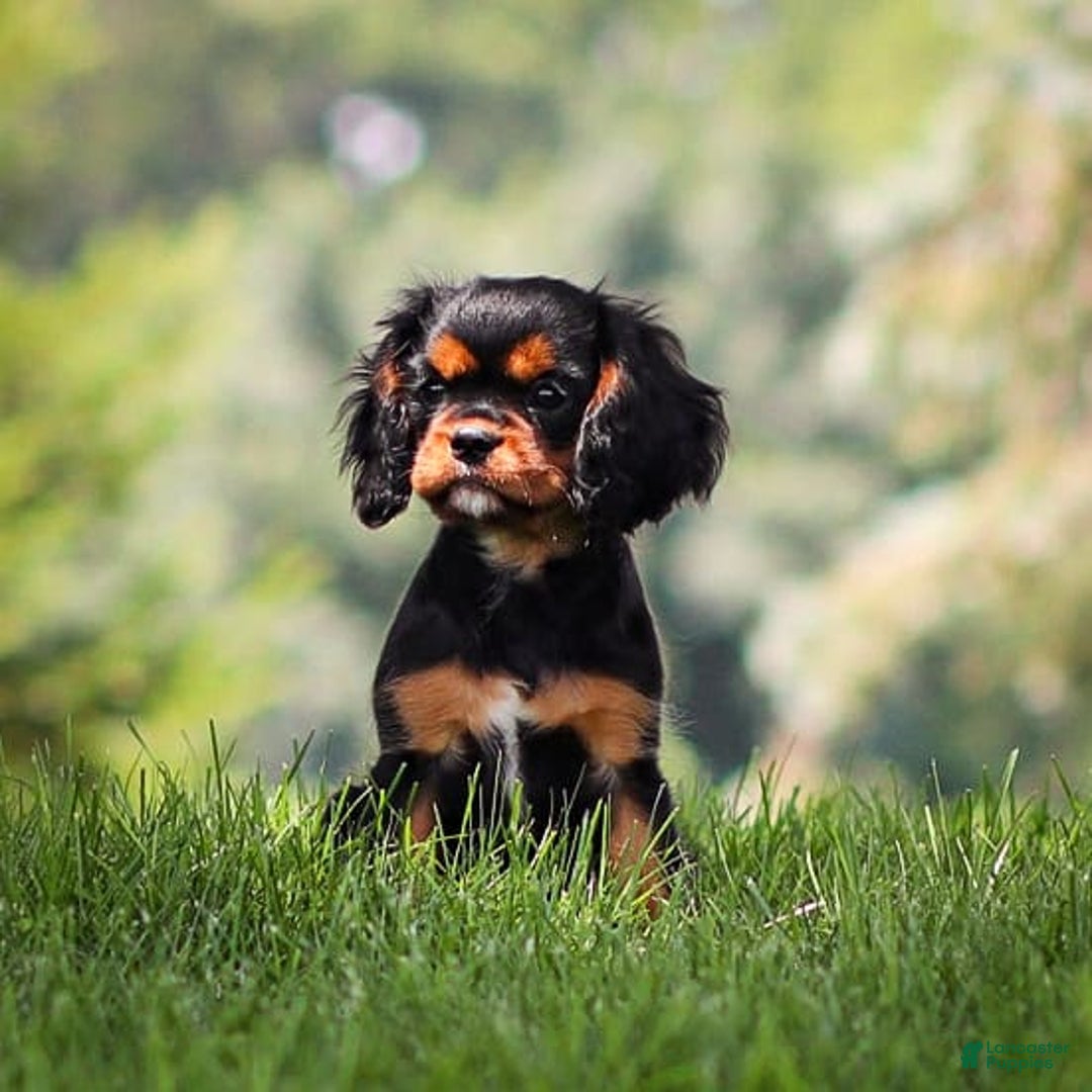 Cavalier King Charles Spaniel dogs for sale: Rocky - Image 8