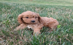 Cavapoo dogs for sale: Axel - Image 23