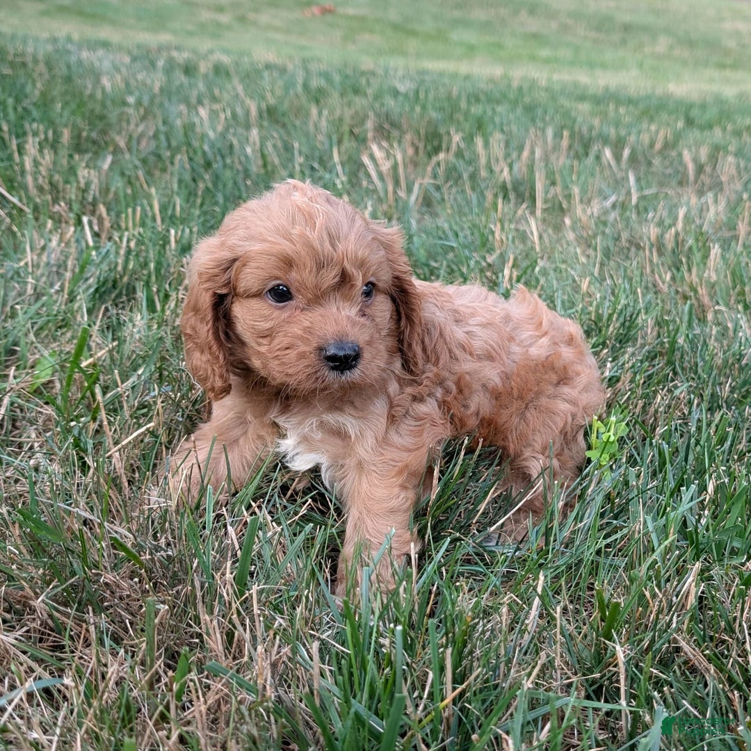 Cavapoo dogs for sale: Axel - Image 23