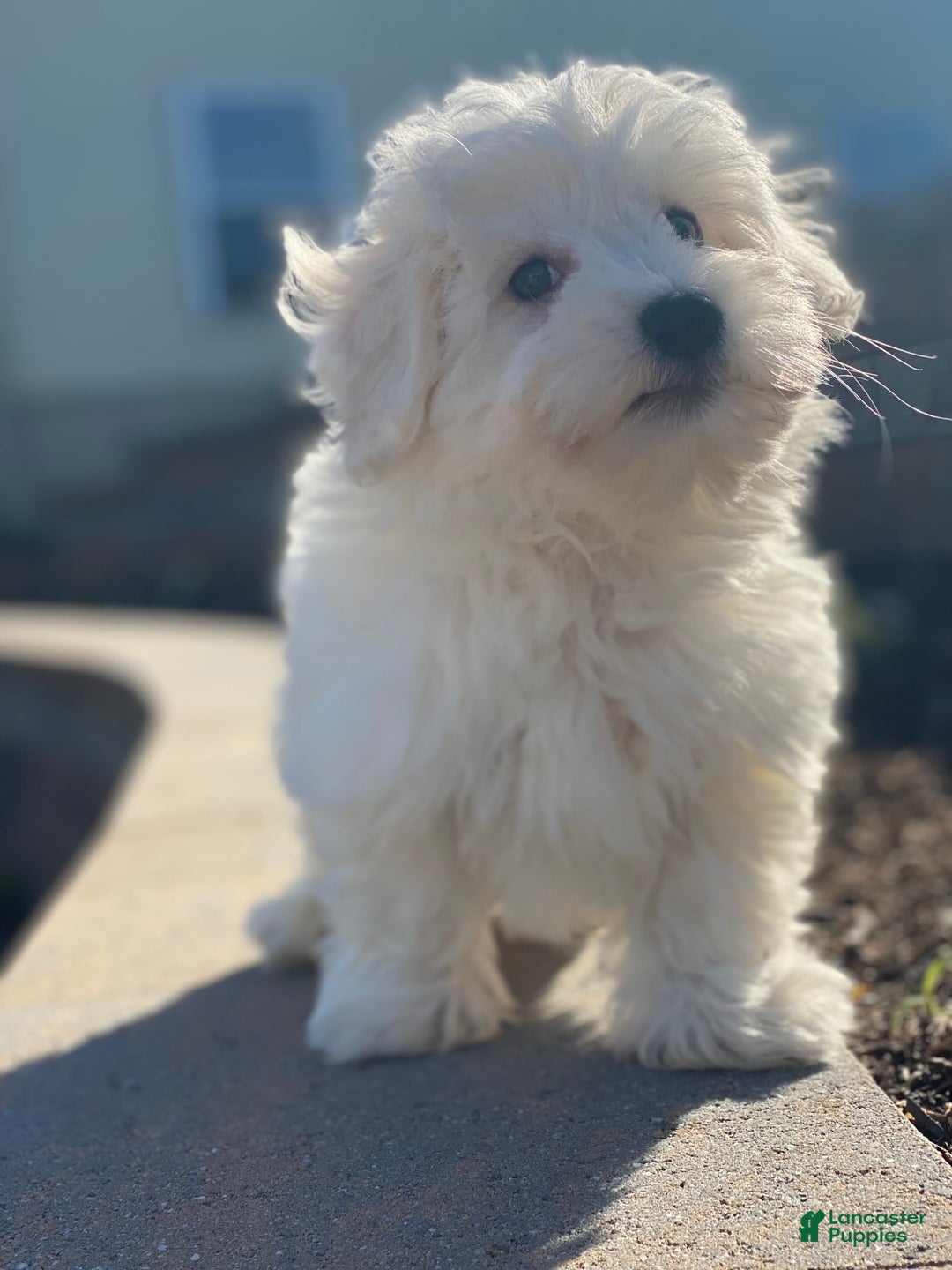 Coton De Tulear dogs for sale: Alex - Image 4