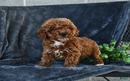 Mini Goldendoodle dogs for sale: Lilly - Image 14