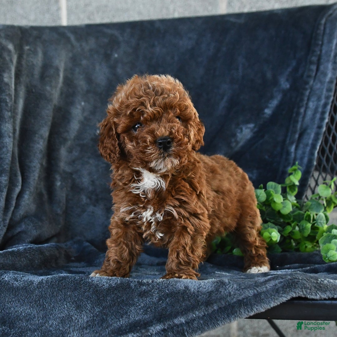 Mini Goldendoodle dogs for sale: Lilly - Image 14