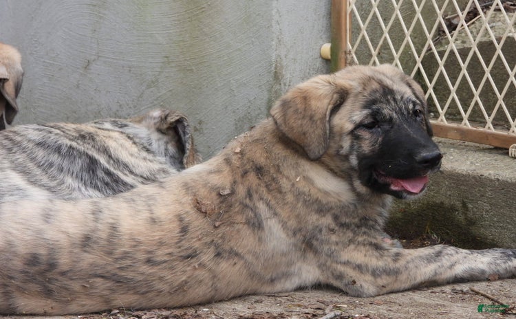 Anatolian Shepherd dogs for sale - Ad 1