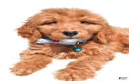 Mini Goldendoodle dogs for sale: Tom - Image 2