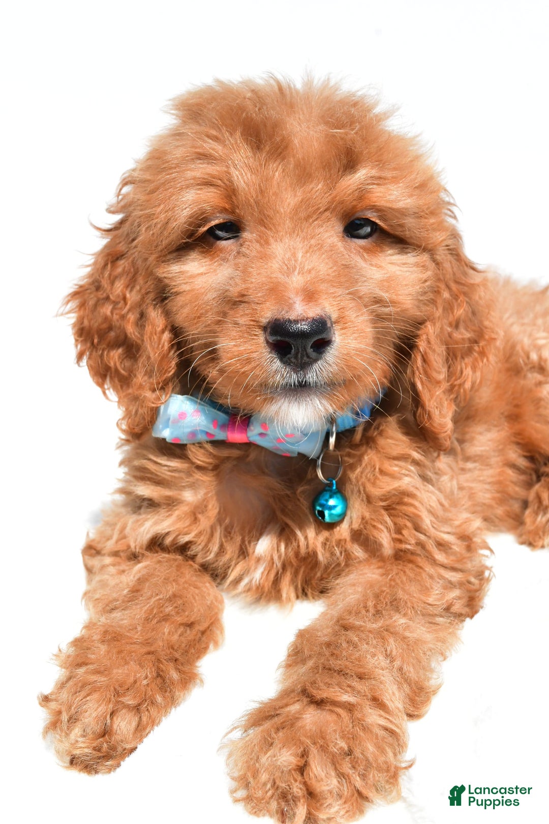 Mini Goldendoodle dogs for sale: Tom - Image 2