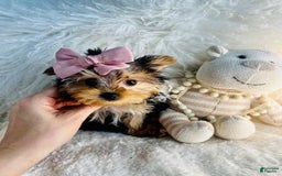 Morkie dogs for sale: Marlene - Image 2