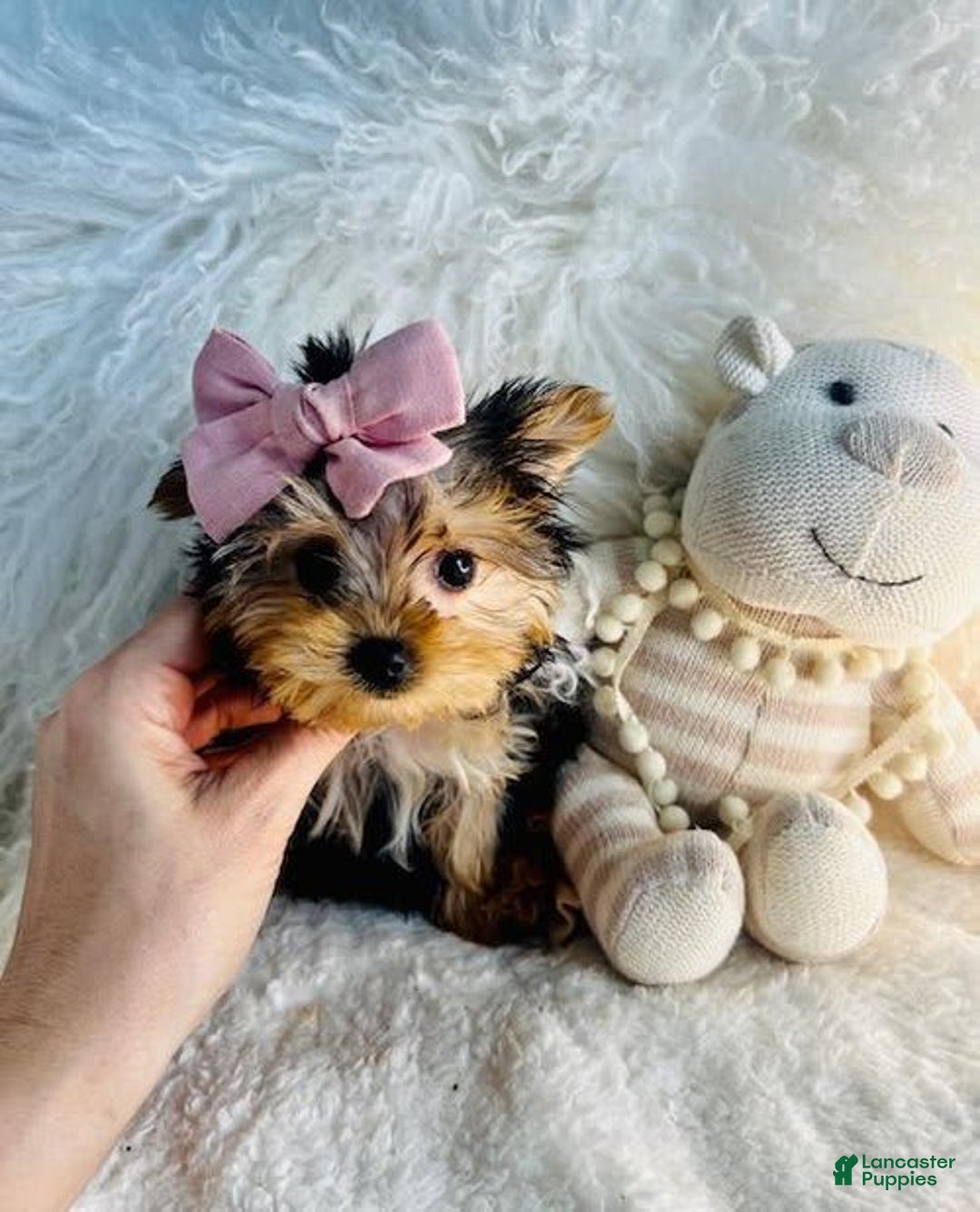 Morkie dogs for sale: Marlene - Image 2
