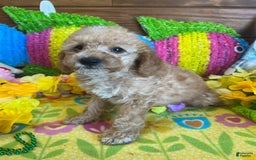  dogs for sale: Ringo - Listing for pets: Ringo - Image 1