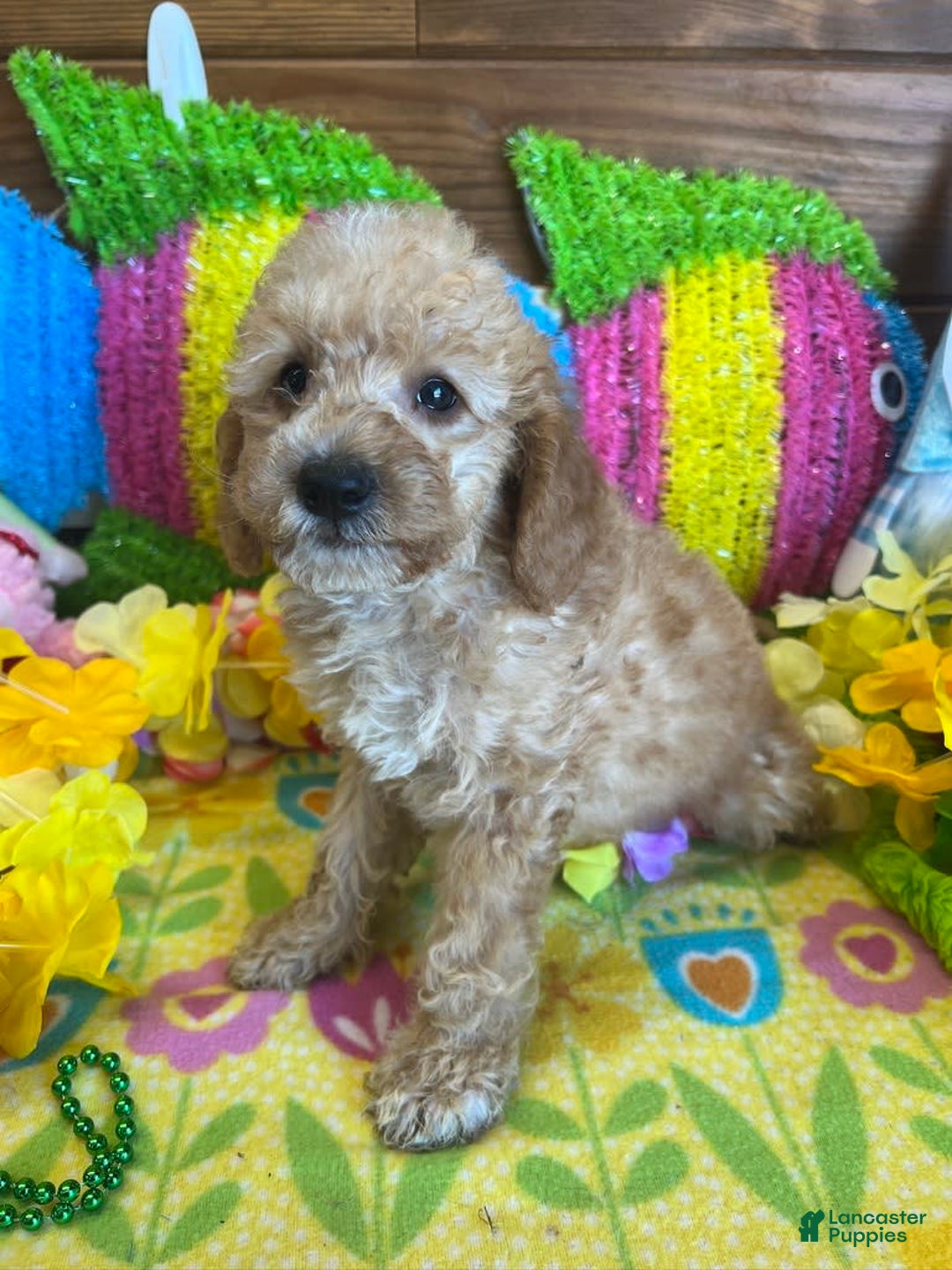  dogs for sale: Ringo - Listing for pets: Ringo - Image 1