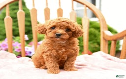 Cockapoo dogs for sale: Daisy - Image 9