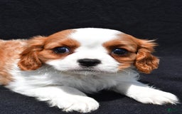 Cavalier King Charles Spaniel dogs for sale: Jethro - Image 3