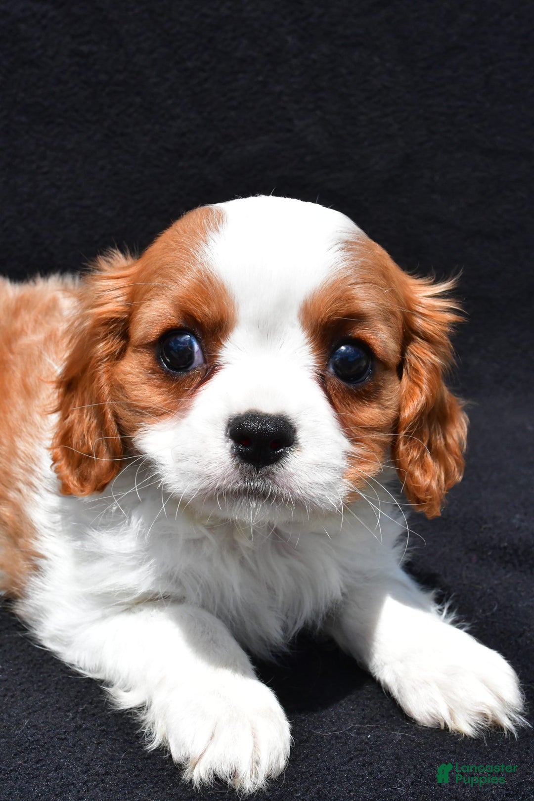 Cavalier King Charles Spaniel dogs for sale: Jethro - Image 3