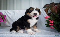 Bernedoodle dogs for sale: Spiderman - Image 16