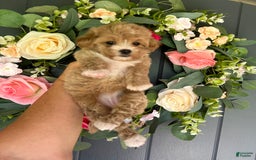 Maltipoo dogs for sale: TESSA - Image 4