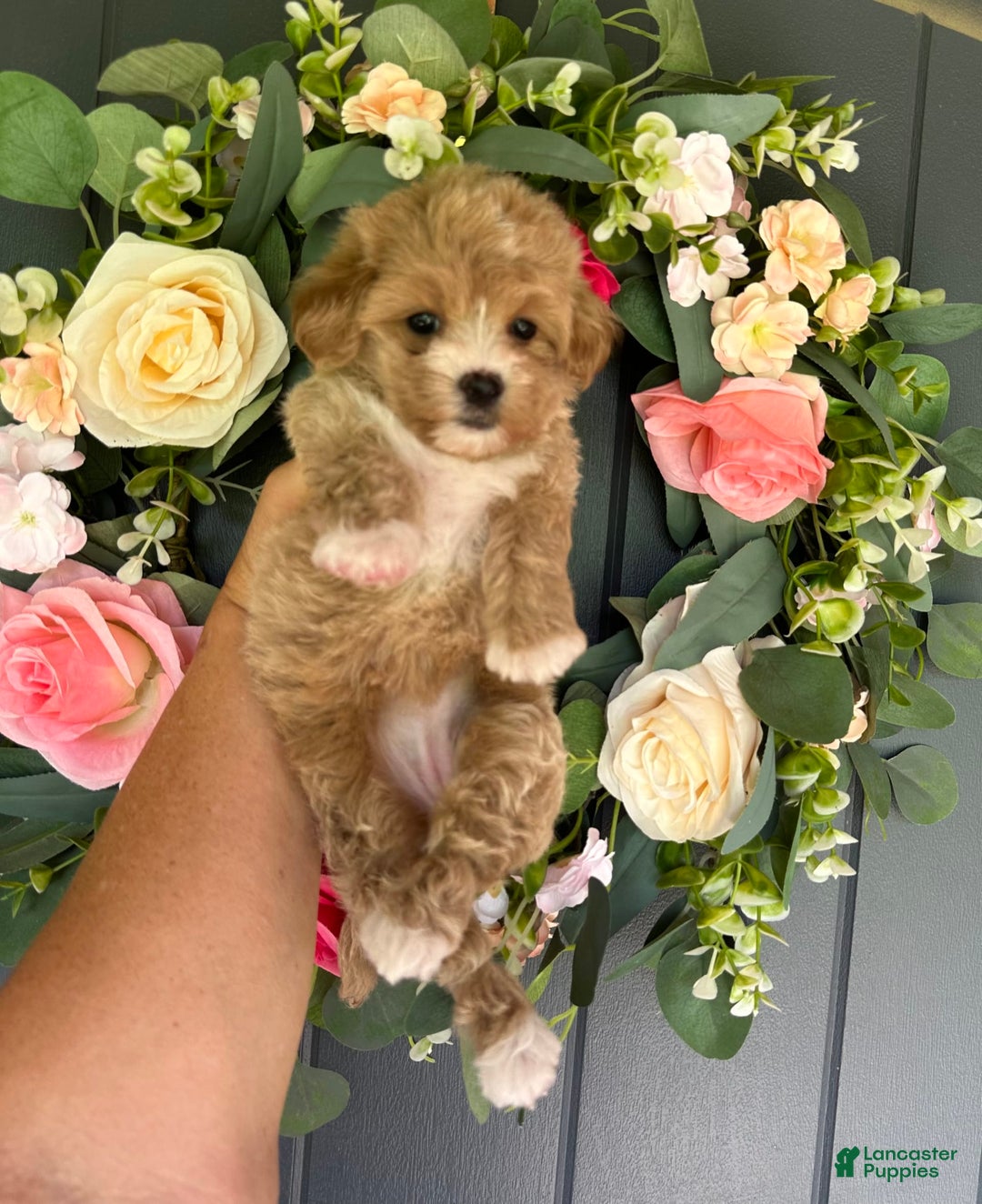 Maltipoo dogs for sale: TESSA - Image 4