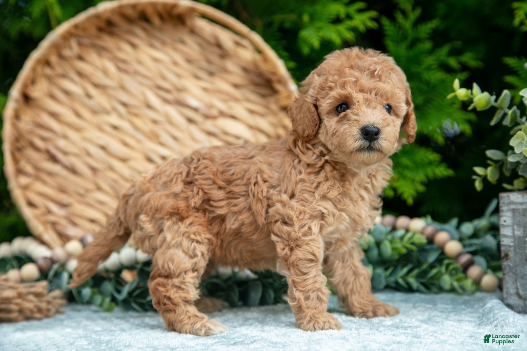 Cavapoo dogs for sale: Tootsie - Image 1