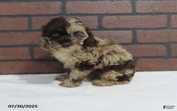 Cockapoo dogs for sale: Teresa - Image 4