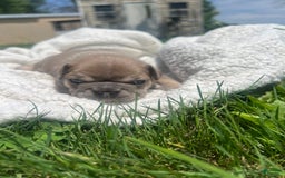 French Bulldog dogs for sale: Simba - Image 2