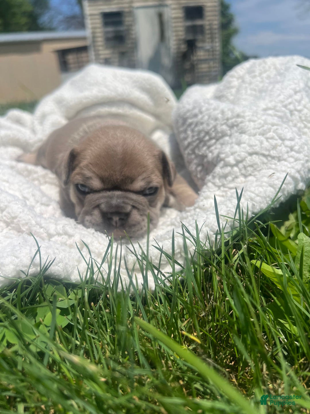 French Bulldog dogs for sale: Simba - Image 2