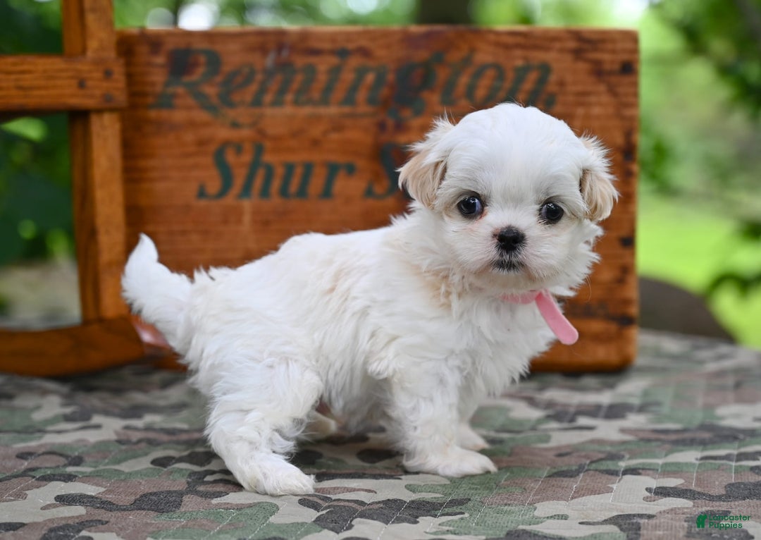 Shih Tzu dogs for sale: Rover - Image 5