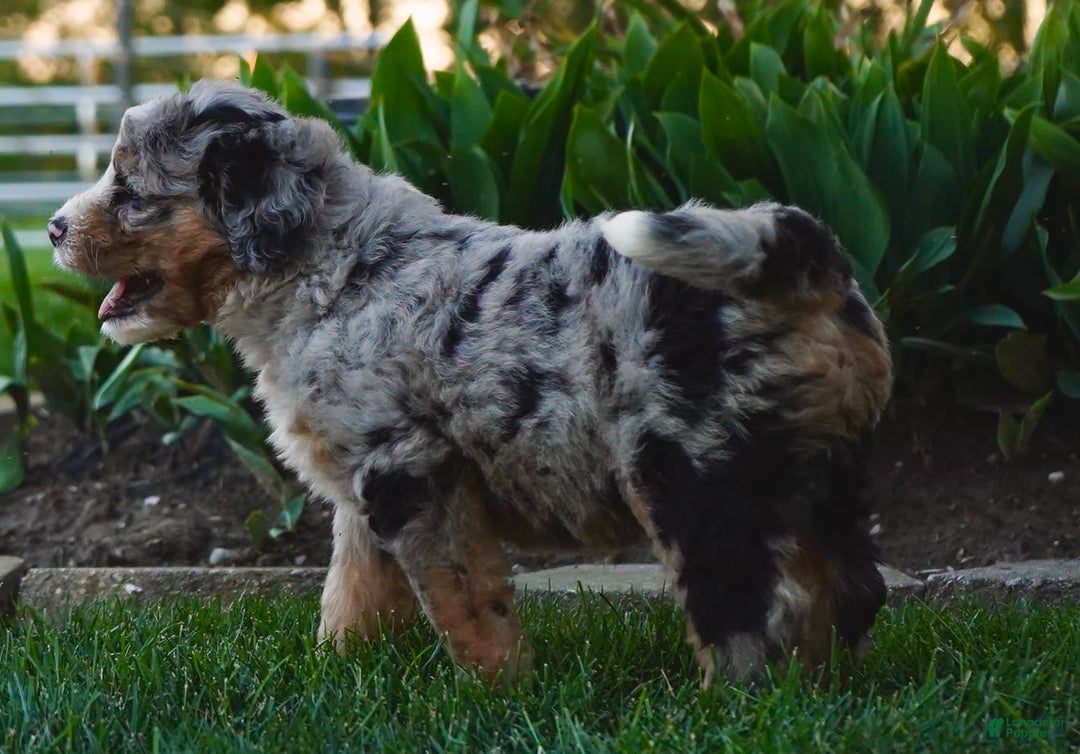 Bernedoodle dogs for sale: Sparky - Image 2