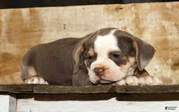 Beabull dogs for sale: Sandy - Image 9