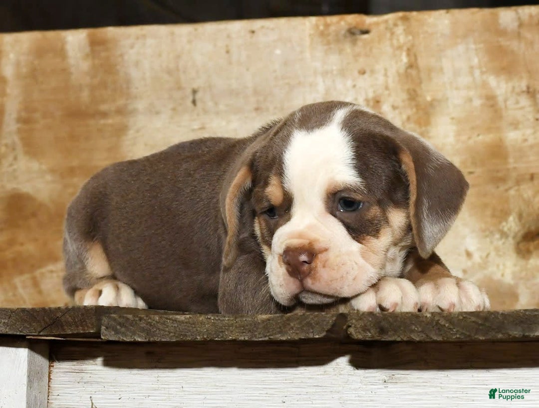 Beabull dogs for sale: Sandy - Image 9