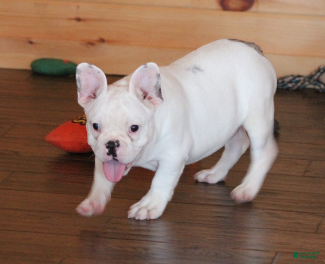 French Bulldog dogs for sale: Dirk - Image 6