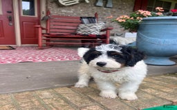 Mini Bernedoodle dogs for sale: ben - Image 4