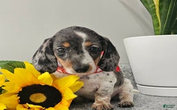 Dachshund dogs for sale: Miss Bailey - Image 27